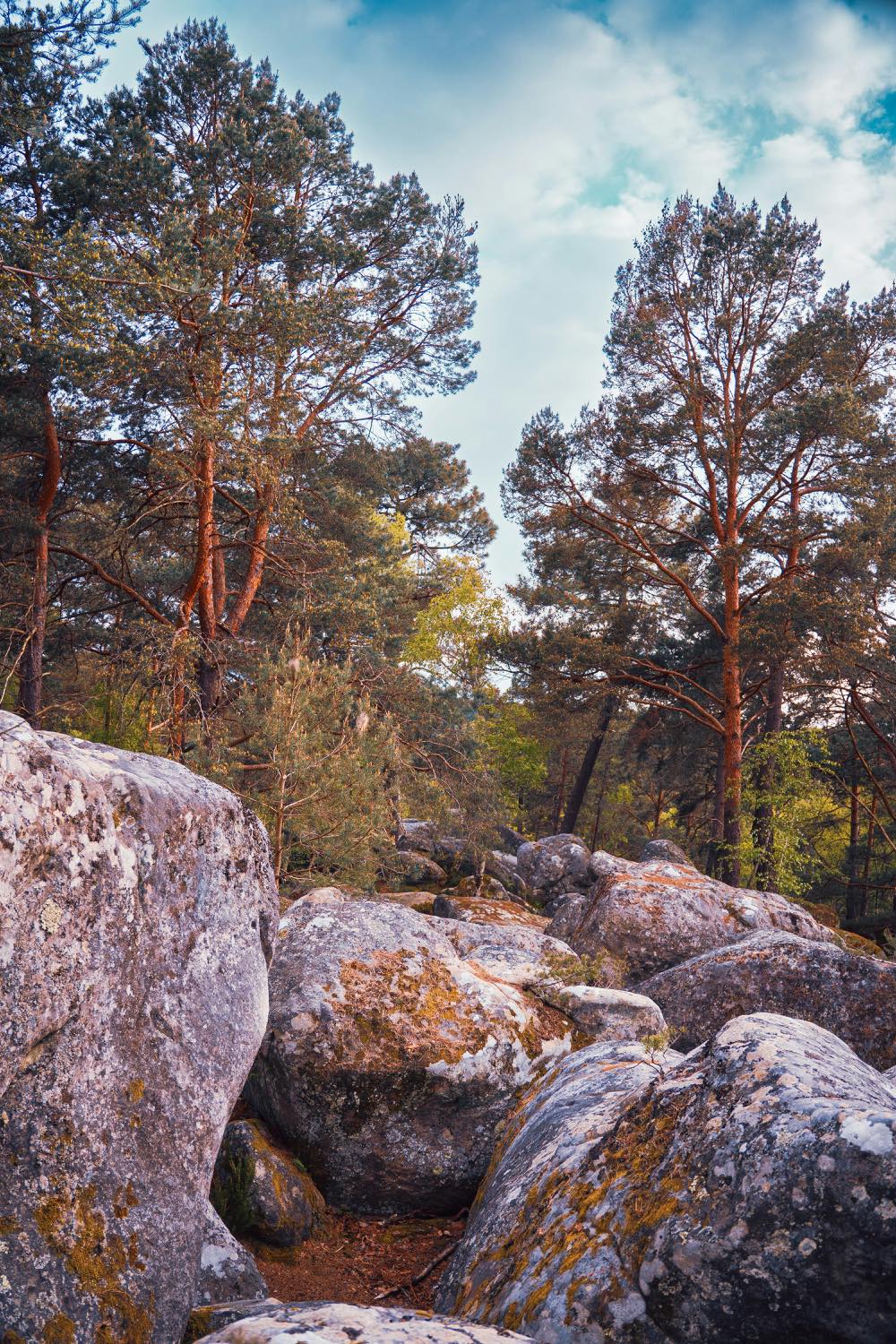 Föhrenwald mit grossen Felsblöcken im Vordergrund