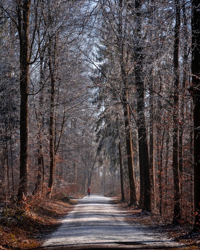 Person auf einem Waldweg zwischen kahlen Bäumen im Winter